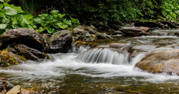 ¿Cómo filtrar o purificar el agua en el entorno salvaje?